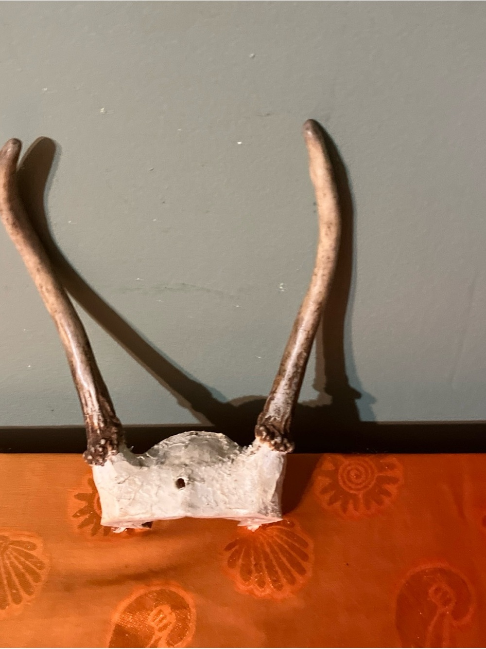 Spike Whitetail Deer Skull Cap 2 Point Antlers Rustic Decor Hunting Theme-d
